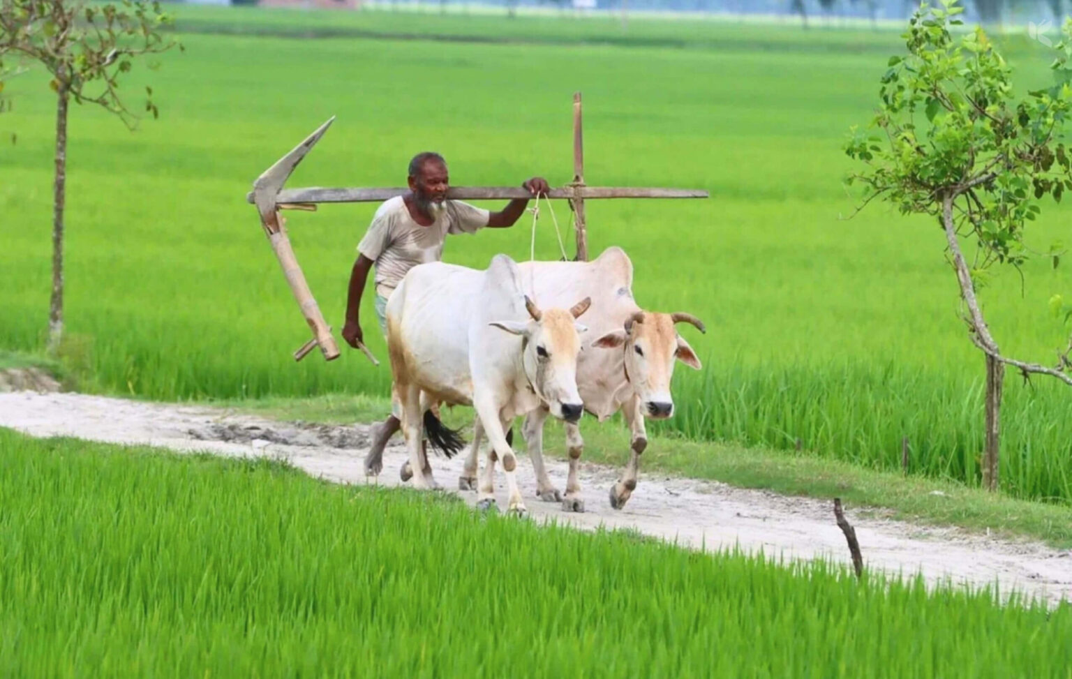 হাল বা লাঙল - কুহুডাক শেকড়
