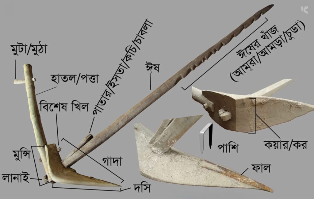 হাল বা লাঙল - কুহুডাক শেকড়